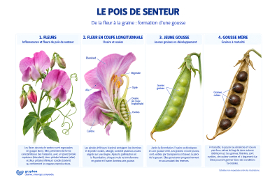 De la fleur à la graine chez le Pois de senteur